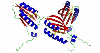 BLUFRhodobacterSphaeroides.jpg