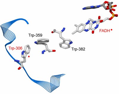 TrpChainPhotoreduction.jpg