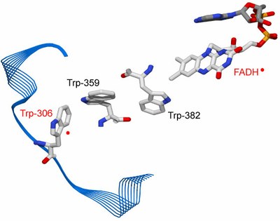 TrpChainPhotoreduction.jpg